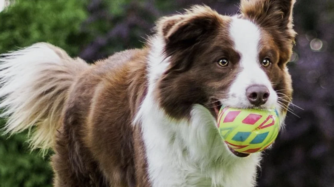 Carter Estate Winery and, a dog-friendly restaurant in Temecula, California